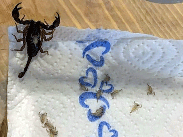 کروشیا سے گھر پہنچنے والی خاتون کے سوٹ کیس سے 18 بچھو برآمد